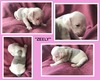 Zeely