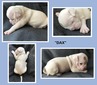 dax