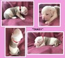 tansy