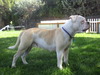 Lost River Bulldogge's Alluring Ava (Ava)