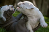 Jynx/Cody pups