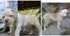 Jynx/ Cesar litter