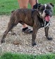 Rosco
