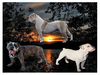 parents to Dec. 2019 litter